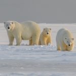 What Extreme Environments Teach Us About Cold Chain
